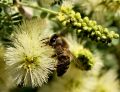 IMG_7702_bee2_-_2012-05-13_at_07-16-20.jpg
