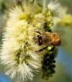 IMG_7821_bee4_-_2012-05-13_at_07-28-59.jpg