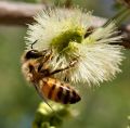 IMG_7845_bee5_-_2012-05-13_at_07-31-07.jpg
