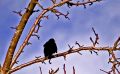 bird.jpg