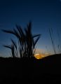 DSC_7447_Sunrise_Grass_Silhouette.jpg