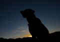 DSC_7450_Bodie_Silhouette.jpg