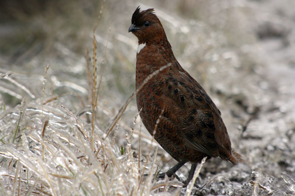 Spirit of Photography Community Galleries NANPA Portfolio/Tennessee